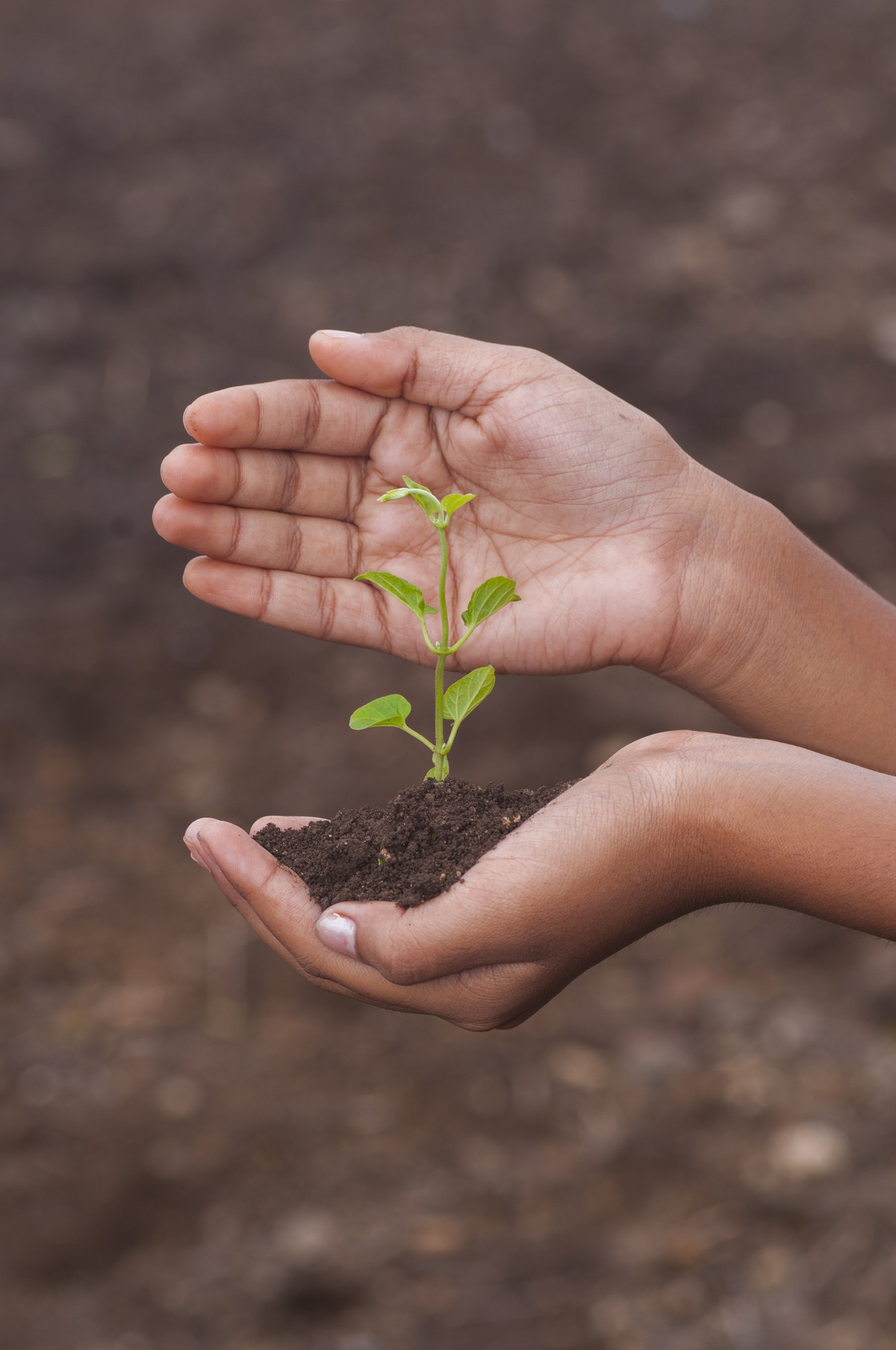 hands-planting-organic-plant-seedling-ground